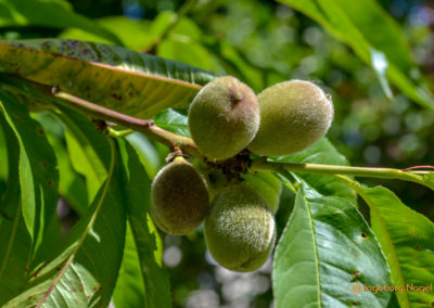 Schorndorf Remstalgartenschau 2019