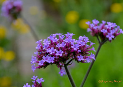 Mögglingen Remstalgartenschau Kräutergarten