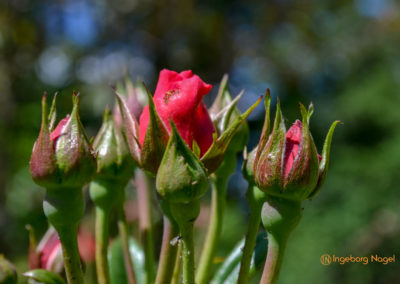 Schorndorf Remstalgartenschau 2019