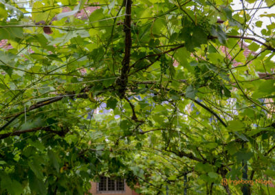 Mögglingen Remstalgartenschau Kräutergarten