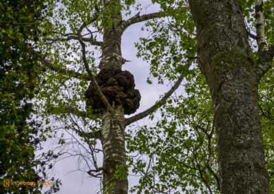 Herrenchiemsee 17 Herrenchiemsee