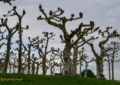 Herrenchiemsee 21 Herrenchiemsee