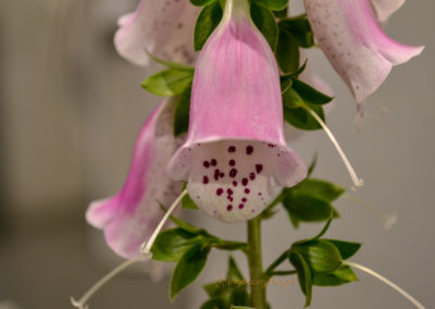 Blumenschau 'Ab nach draußen' Schwäbisch Gmünd - Remstalgartenschau 2019 48 Blumenschau 'Ab nach draußen' Remstalgartenschau 2019 Schwäb.Gmünd