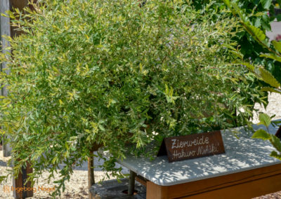 Mögglingen Remstalgartenschau Baumschule