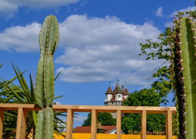 Kakteengarten im Stadtgarten Schwäbisch Gmünd