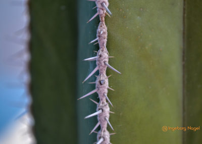 Kakteengarten im Stadtgarten Schwäbisch Gmünd
