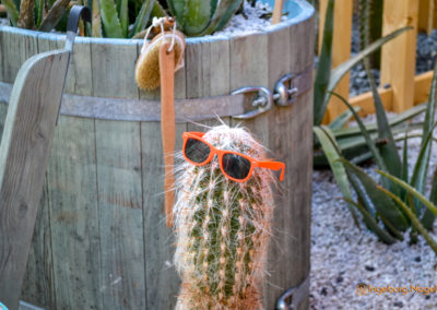 Kakteengarten im Stadtgarten Schwäbisch Gmünd