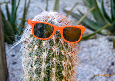 Kakteengarten im Stadtgarten Schwäbisch Gmünd