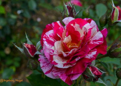 Mögglingen Remstalgartenschau Duftrosengarten