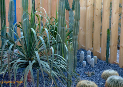 Kakteengarten im Stadtgarten Schwäbisch Gmünd