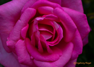 Mögglingen Remstalgartenschau Duftrosengarten