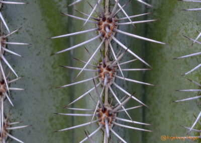 Kakteengarten im Stadtgarten Schwäbisch Gmünd