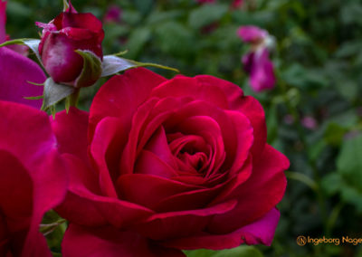 Mögglingen Remstalgartenschau Duftrosengarten