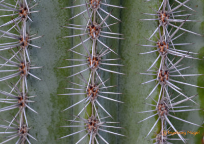 Kakteengarten im Stadtgarten Schwäbisch Gmünd