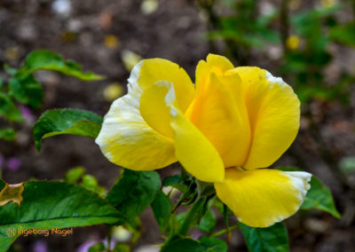 Mögglingen Remstalgartenschau Duftrosengarten