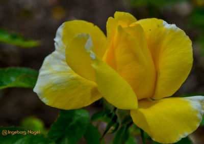 Mögglingen Remstalgartenschau Duftrosengarten