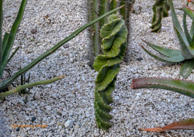 Kakteengarten im Stadtgarten Schwäbisch Gmünd