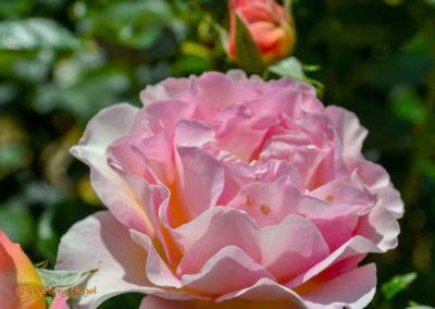 Mögglingen Remstalgartenschau Duftrosengarten