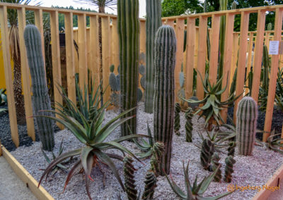 Kakteengarten im Stadtgarten Schwäbisch Gmünd