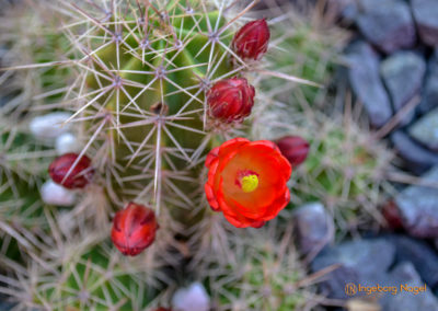Kakteengarten im Stadtgarten Schwäbisch Gmünd
