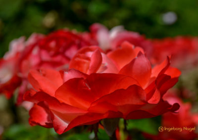 Mögglingen Remstalgartenschau Duftrosengarten