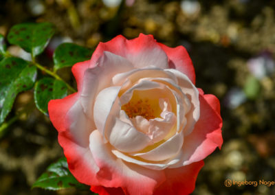 Mögglingen Remstalgartenschau Duftrosengarten