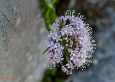 Kehlsteinhaus 33 Kehlsteinhaus