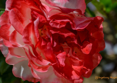 Mögglingen Remstalgartenschau Duftrosengarten