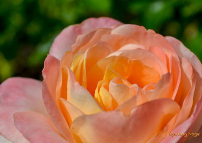 Mögglingen Remstalgartenschau Duftrosengarten