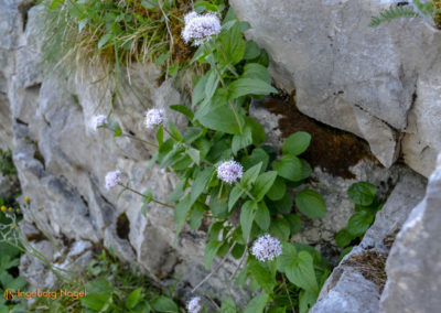 Kehlsteinhaus 36 Kehlsteinhaus