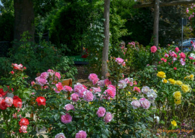 Mögglingen Remstalgartenschau Duftrosengarten