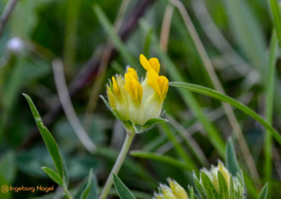 Kehlsteinhaus 37 Kehlsteinhaus