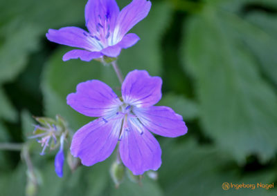 Kehlsteinhaus 38 Kehlsteinhaus