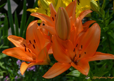 Mögglingen Remstalgartenschau Staudengarten