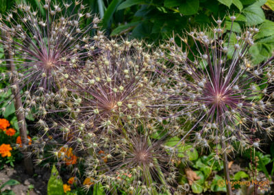 Mögglingen Remstalgartenschau Staudengarten