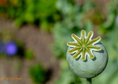 Mögglingen Remstalgartenschau Staudengarten