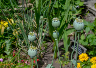 Mögglingen Remstalgartenschau Staudengarten