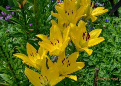 Mögglingen Remstalgartenschau Staudengarten