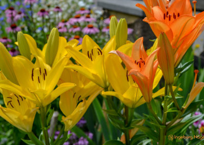 Mögglingen Remstalgartenschau Staudengarten