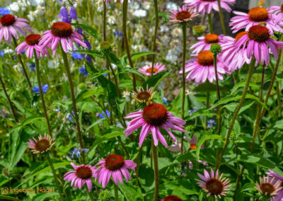 Mögglingen Remstalgartenschau Staudengarten