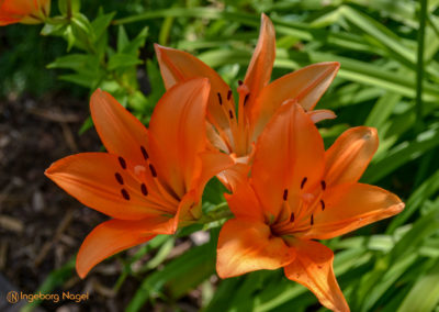 Mögglingen Remstalgartenschau Staudengarten