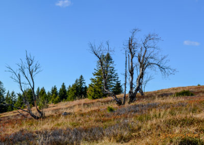 Feldberg im Schwarzwald