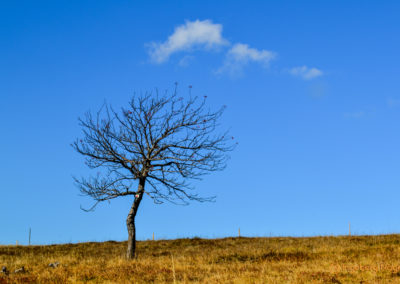 Feldberg im Schwarzwald