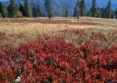 Feldberg im Schwarzwald