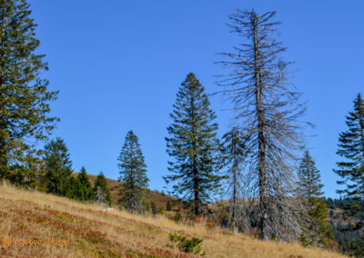 Feldberg im Schwarzwald