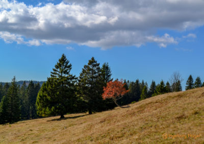 Feldberg im Schwarzwald