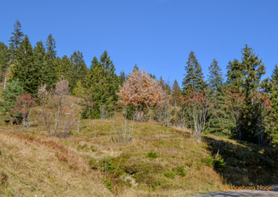 Feldberg im Schwarzwald