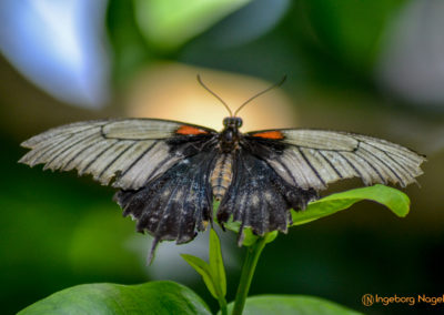 Schmetterlingshaus Insel Mainau