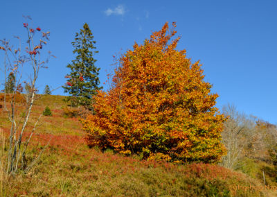 Feldberg im Schwarzwald