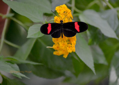 Schmetterlingshaus Insel Mainau
